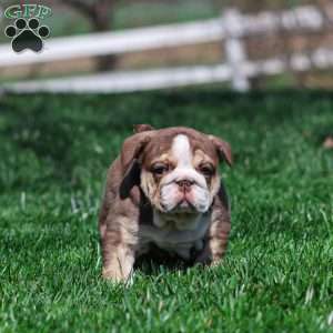 Marina Mocha, English Bulldog Puppy